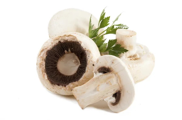 Mushrooms — Stock Photo, Image