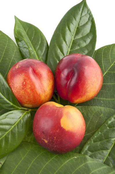 Fresh nectarines — Stock Photo, Image