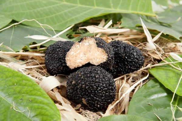 Frisch geerntete schwarze Trüffel Stockbild