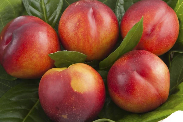 Fresh nectarines Stock Image