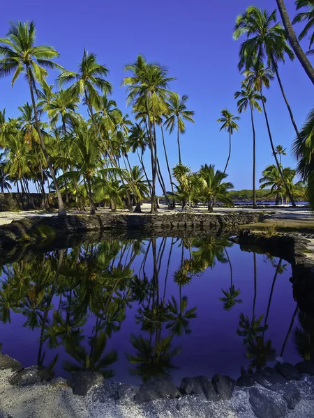 Hawaiian visvijver — Stockfoto