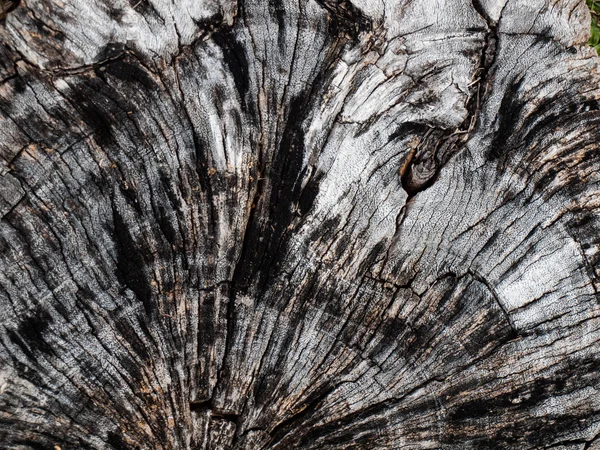 Tree Grain — Stock Photo, Image