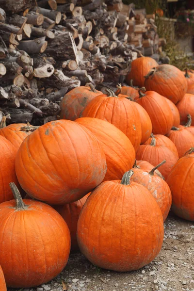 Zucche d'autunno — Foto Stock