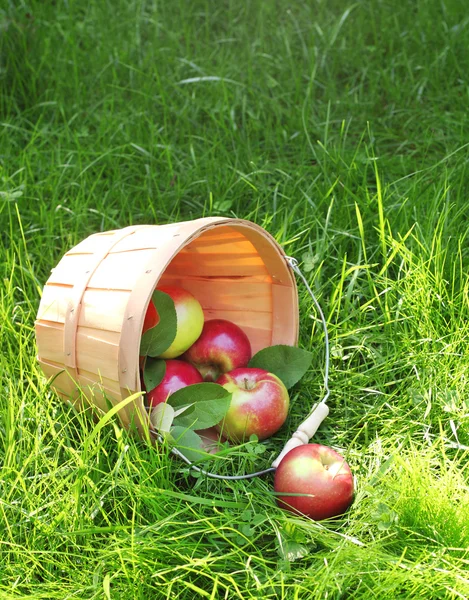Frische Äpfel im Korb — Stockfoto