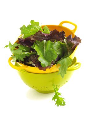 Organik bahar karışık yeşil salata yaprakları
