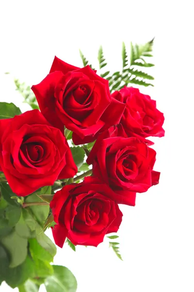 Rosas rojas sobre fondo blanco — Foto de Stock