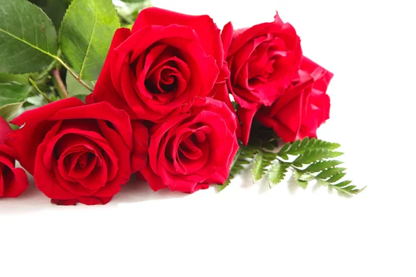 Rosas rojas sobre fondo blanco —  Fotos de Stock