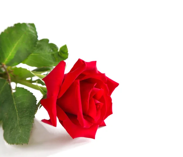 Red rose on white background — Stock Photo, Image