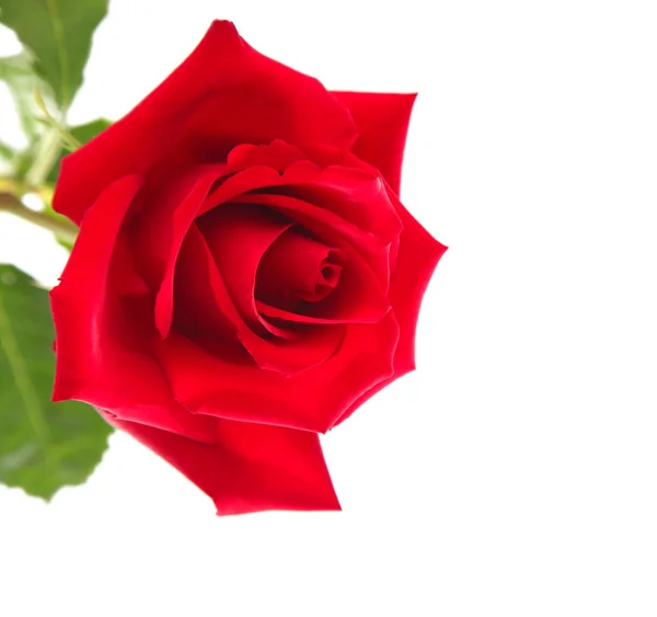 Rosa rossa su sfondo bianco — Foto Stock