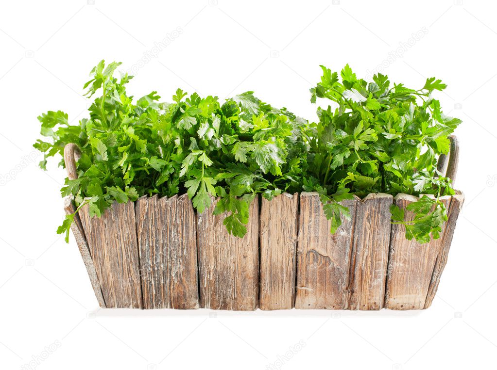 Fresh parsley in wooden pot isolated on white background