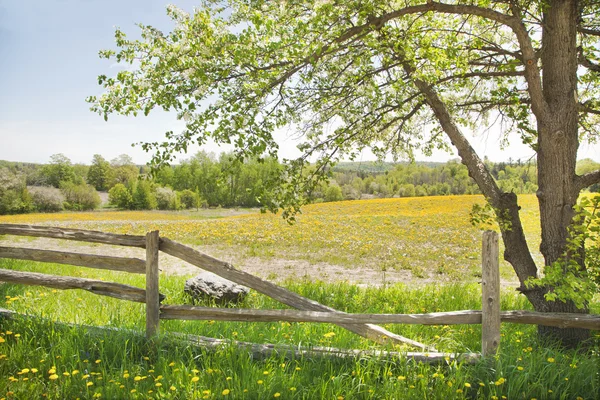 Paisaje de primavera o verano. Día soleado. Enfoque selectivo — Foto de Stock