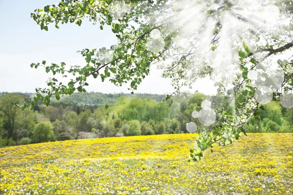 봄 또는 여름 풍경 — 스톡 사진