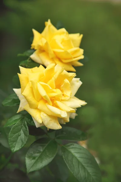 Schöne gelbe Rosen — Stockfoto