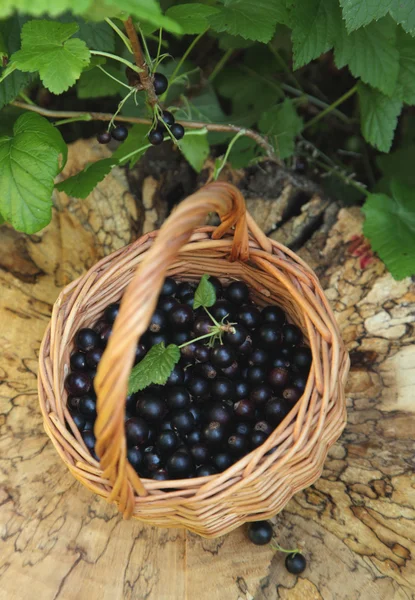 Black currant in basket. Selective focus — Stock Photo, Image