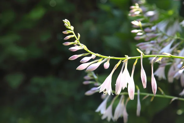 Hosta mot är suddig naturliga bakgrund. — ストック写真