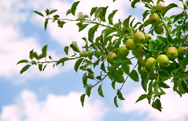 Grenn pommes sur branche de pommier — Photo