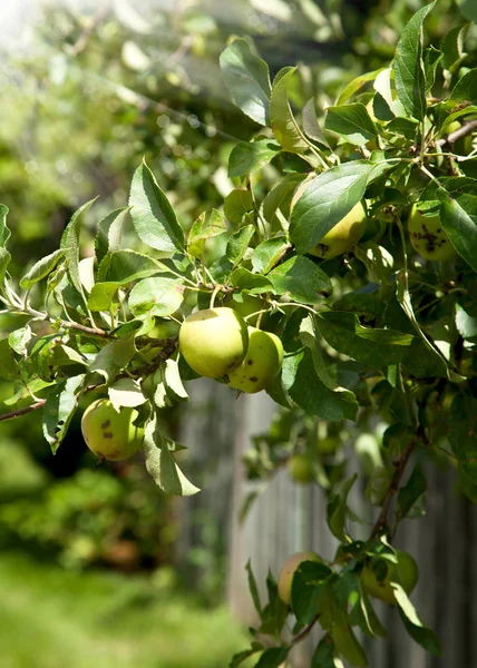 Manzano con manzanas — Foto de Stock