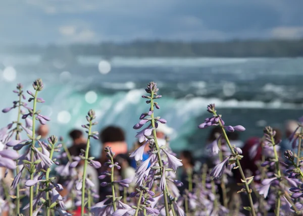 Hosta flowers on Niagara falls background — Stock Photo, Image