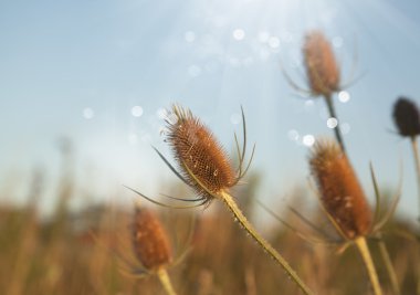 Güneş ışınları ile dikenli kır çiçeği