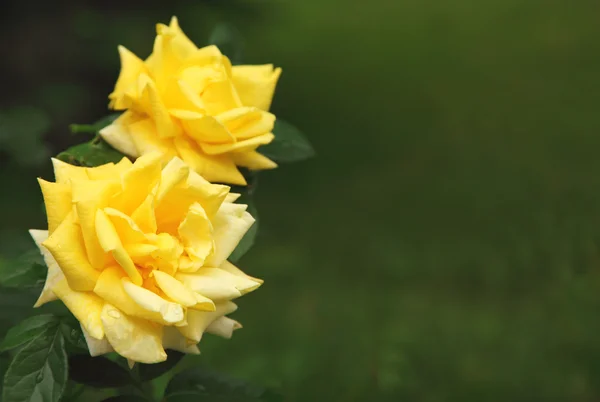 Schöne gelbe Rosen auf naturgrünem Hintergrund — Stockfoto