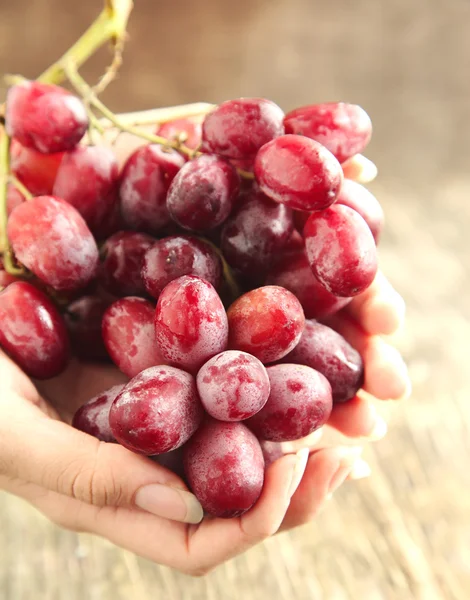 Main tenant une grappe de raisins rouges. Concentration Sekective — Photo