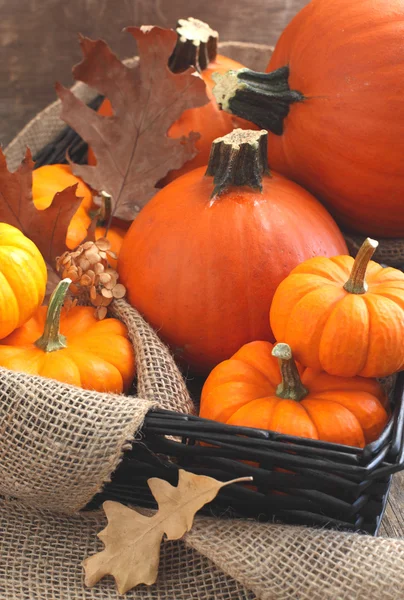 Fresh Decorative Pumpkins. — Stock Photo, Image