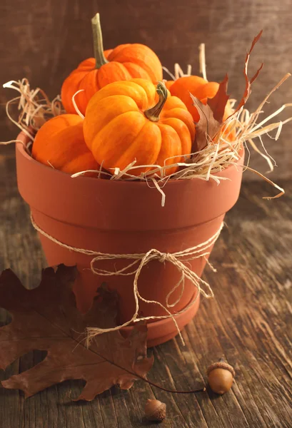 Verse miniatuur pompoenen in de pot. — Stockfoto