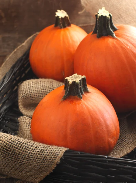 Calabazas — Foto de Stock