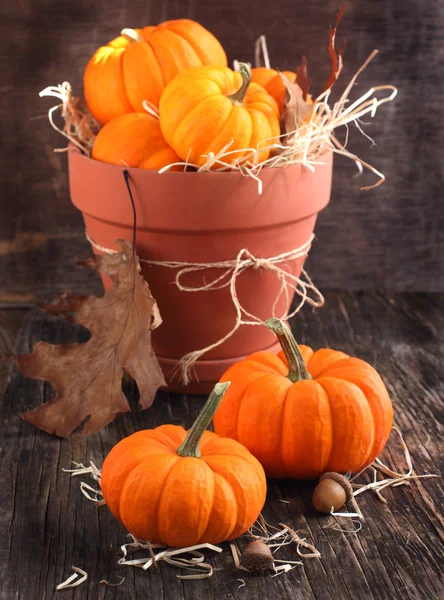 Fresh Miniature Pumpkins in the Pot. — Stock Photo, Image
