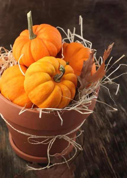 Verse miniatuur pompoenen in de pot. — Stockfoto