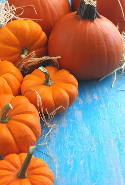 Calabazas. — Foto de Stock