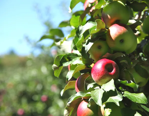 Manzanas en rama de árbol —  Fotos de Stock