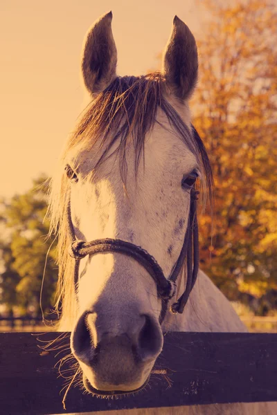 Hoofd van het paard — Stockfoto