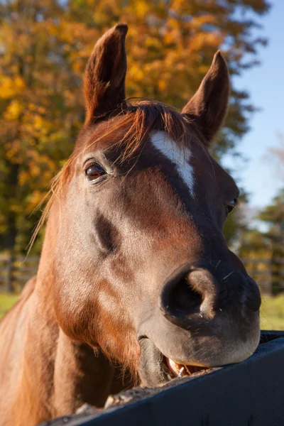 Hoofd van het paard — Stockfoto