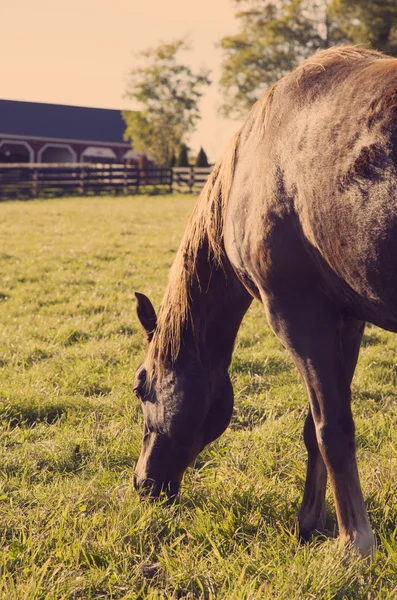 Caballo — Foto de Stock