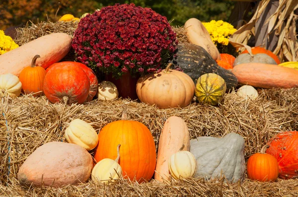 Pompoen en chrysanten regeling inzake hooi voor herfst verkoop — Stockfoto