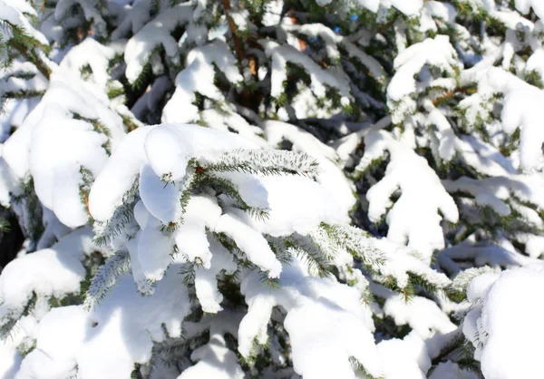 Spruce branch snow covered — Stock Photo, Image