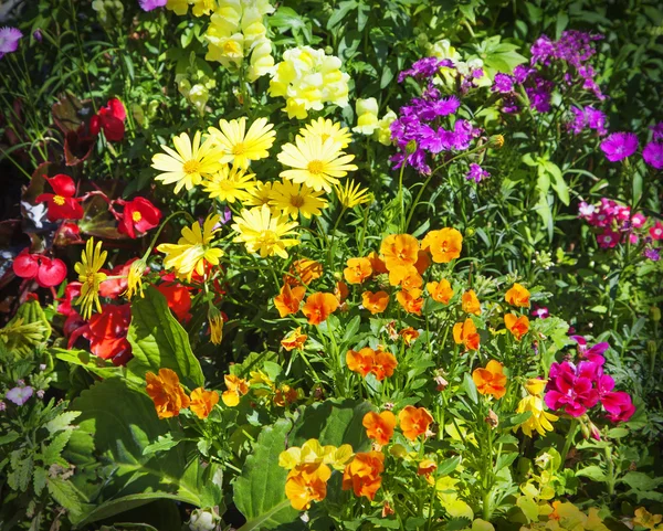 Verão Flores do Jardim — Fotografia de Stock