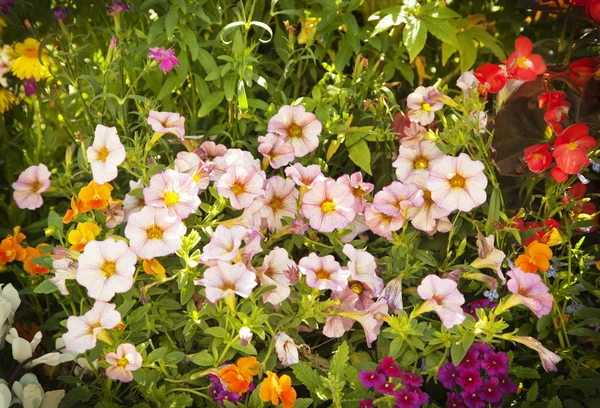 Flores de jardín de verano. Enfoque selectivo — Foto de Stock