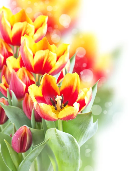 新鮮な春のチューリップ — ストック写真