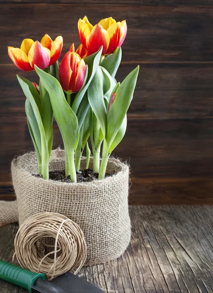 Spring Tulpen in pot — Stockfoto