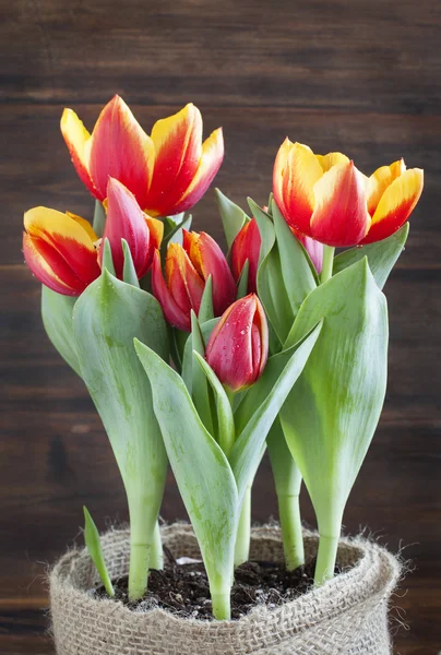 Jarní tulipány v hrnci. — Stock fotografie