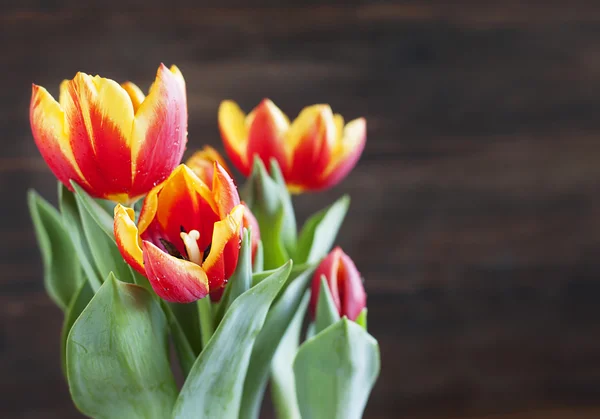 Jarní tulipány. mělké hloubky ostrosti. — Stock fotografie