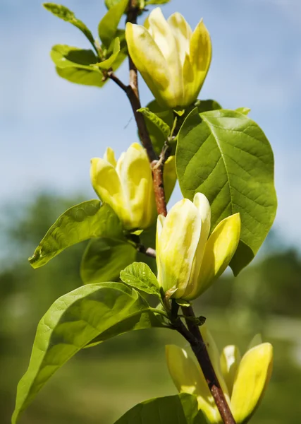 Yellow magnolia blossom. — Stock Photo, Image