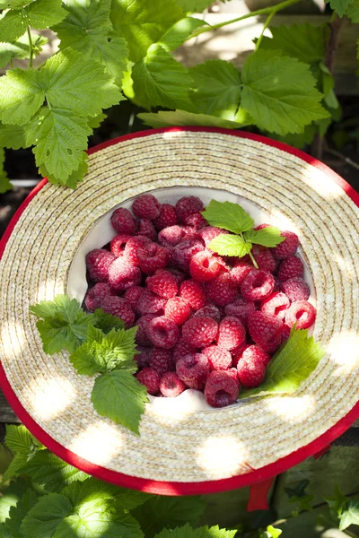 Fresh organic raspberry in straw hat — Stock Photo, Image