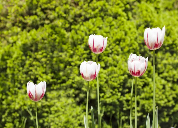 Świeże tulipany na tle zieleni. — Zdjęcie stockowe