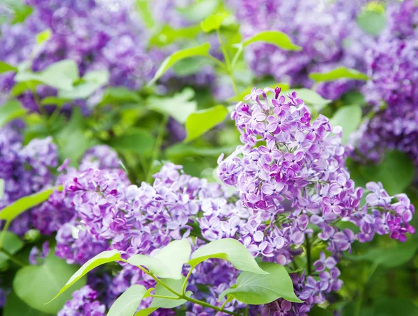 Floral Background with Lilac. Selective focus — Stock Photo, Image