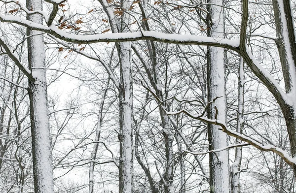 Árboles Paisaje Cubierto Nieve Día Nieve Pesada Canadá — Foto de Stock