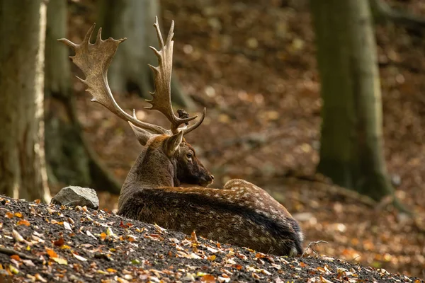 Jachère cerf couché sur le sol dans la forêt en automne nature — Photo