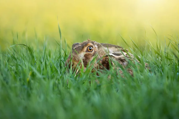 Hnědý zajíc skrývající se v dlouhé trávě v letním slunci — Stock fotografie